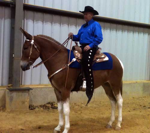 gaited riding mules for sale